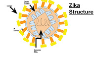 Zika Virus explained