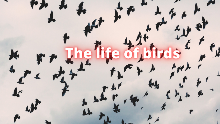The+life+of+a+bird