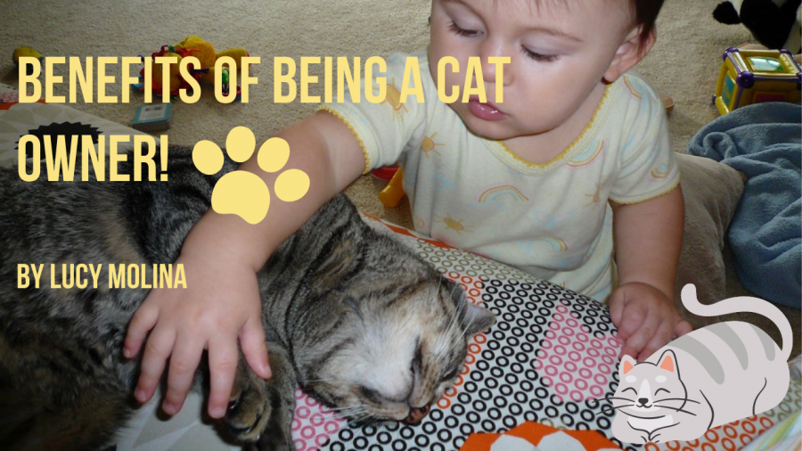The+Benefits+of+Having+Cats%21